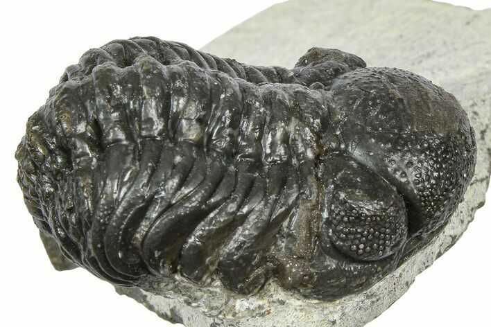 Bargain, Austerops Trilobite - Ofaten, Morocco #372446